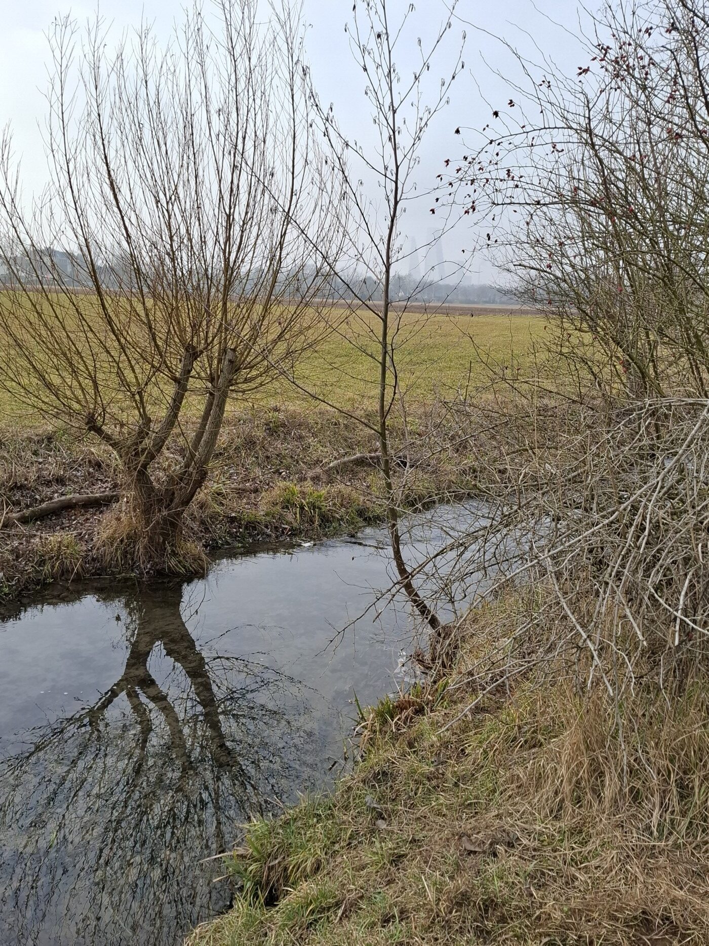 Januar Lange erlen 20260125_103523