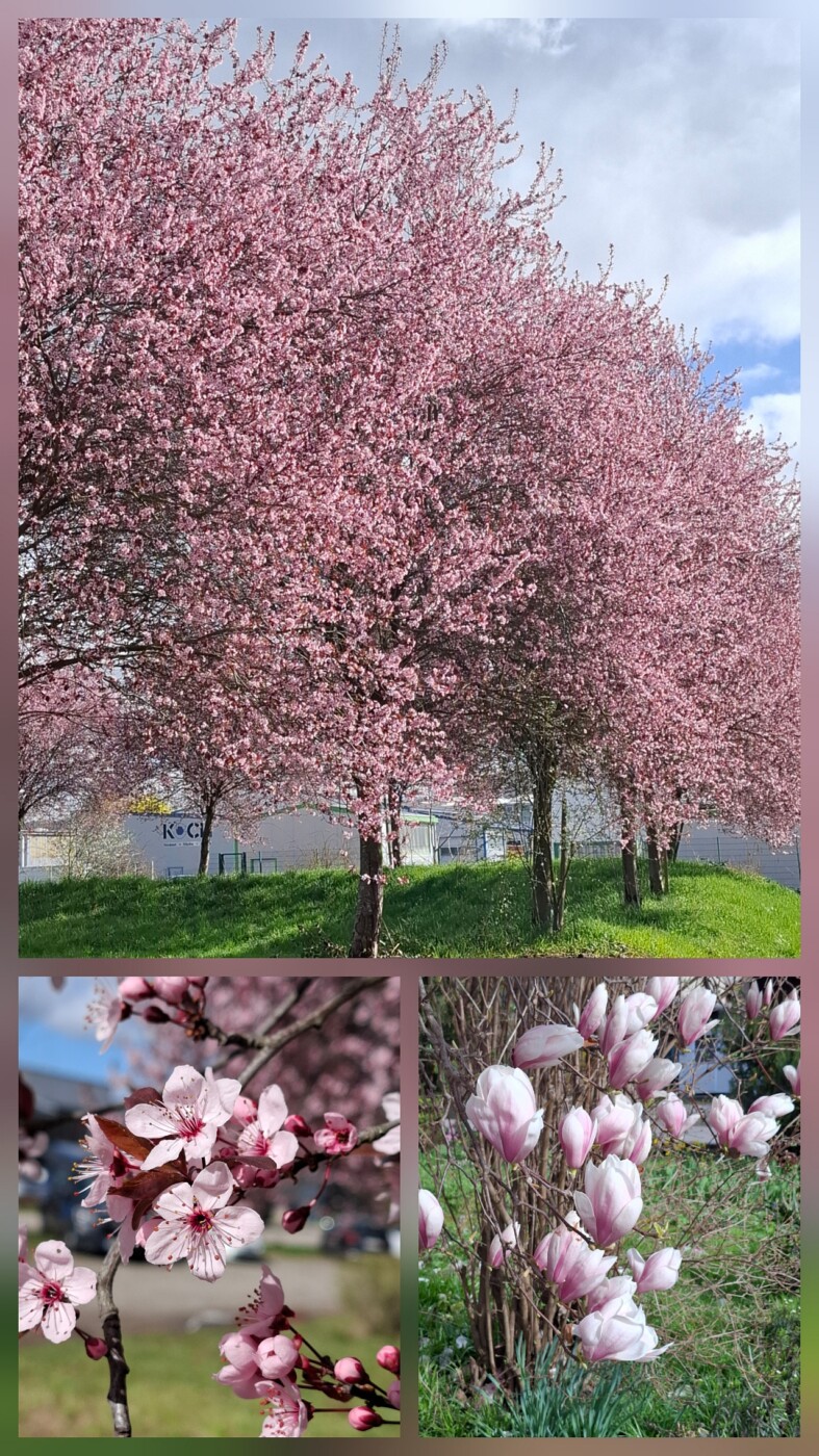 Blüten 20260314_200550